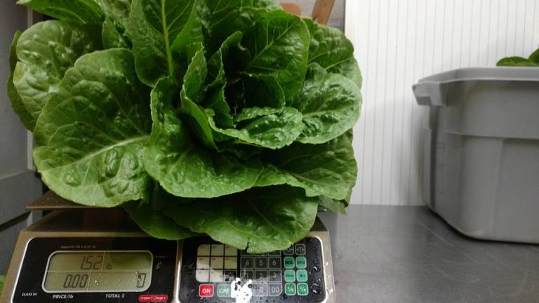 13321660_1803006929920990_8887703525983090047_n