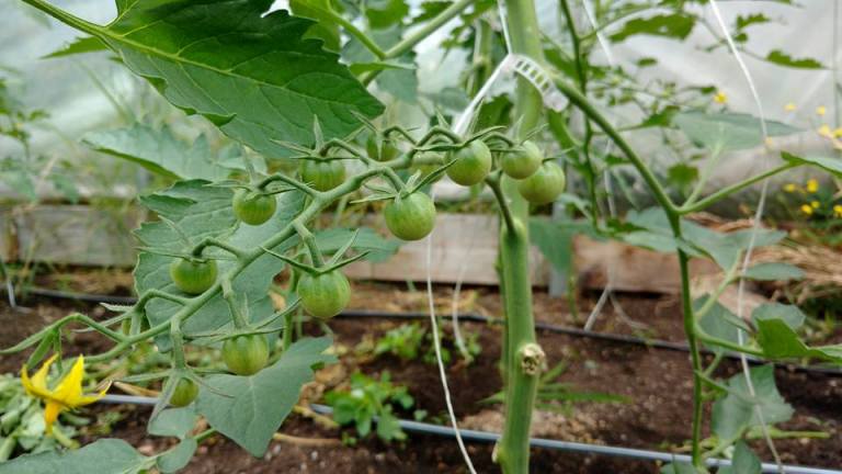 13533119_1811580962396920_1928347242407987331_n