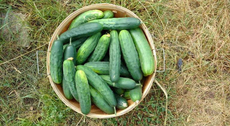 13606903_1817628528458830_1558955935823781326_n